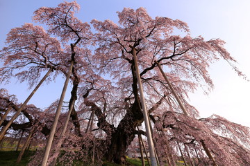 滝桜