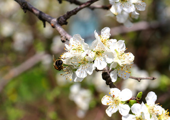 bee on a plum blossom