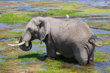 Elephants in mud on african savannah