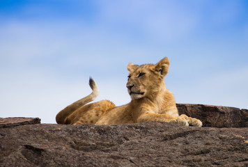 Fototapeta na wymiar Beautiful lion on kenia savannah