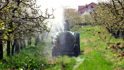 spraying apple orchard in spring - obrazy, fototapety, plakaty