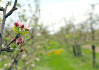 pink apple blossoms in april