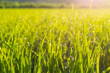 Rice plants at sunrise with water drops 
