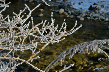 Branch with hoar 4