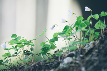green leaves with white flowers