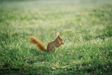 red squirrel in green park