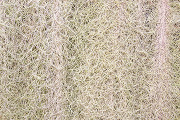 Spanish Moss or Tillandsia usneoides plant for background.