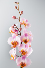 Pink orchid on the grey background.