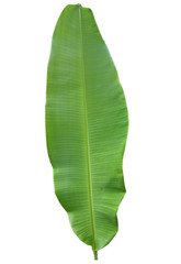 fresh whole banana leaf isolated on white background