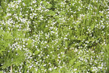 Fototapeta na wymiar meadow grass flowers