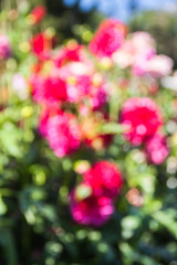 Beautiful dahlias in the garden. Sunny day.

