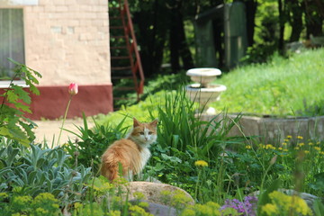 nature landscape summer cat