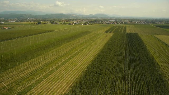 Aerial, mid air Jib over hop fields, with hills and white clouds at background.
