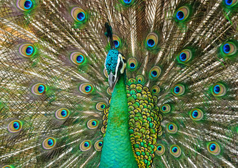 Obraz premium Portrait of beautiful peacock with feathers out