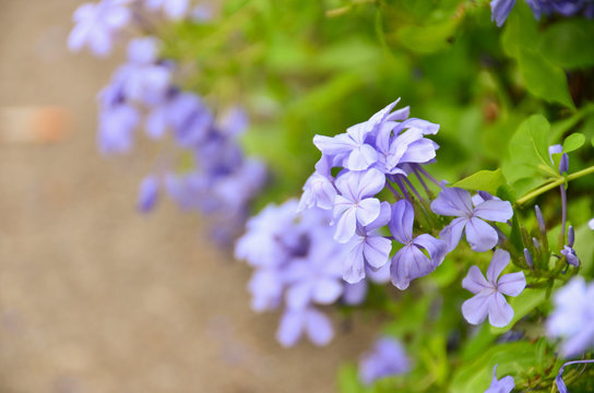 flowers violet nature background color green group wallpaper