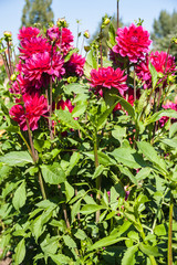 Beautiful dahlias in the garden. Sunny day.

