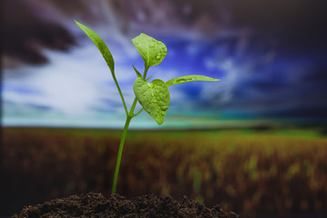 Young sprout on the field background 