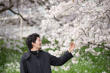 花見を楽しむ一人の男性（桜）