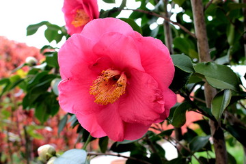 camelia