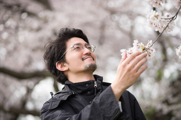 花見を楽しむ一人の男性（桜）