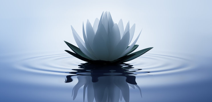 Fototapeta Lotusblüte in dunklem Wasser 2