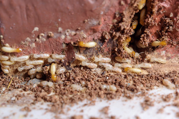 Close up termites or white ants