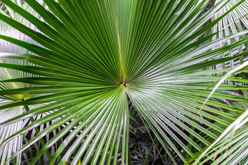 green palm leaf with radial veins