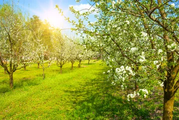 Crédence de cuisine en verre imprimé Magnolia Spring Blossom trees in sunlight