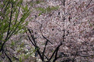 Petals scattered cherry blossoms