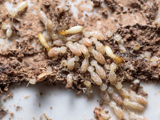 Close up termites or white ants