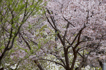 Petals scattered cherry blossoms