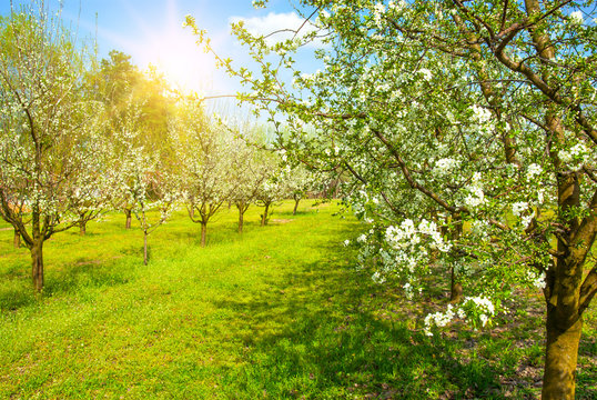 Spring Blossom trees in sunlight