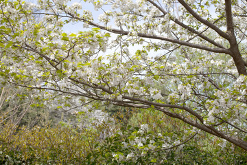 Petals scattered cherry blossoms