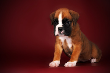 cute red puppy boxer sitting