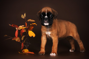 cute red puppy boxer stands on a brown background