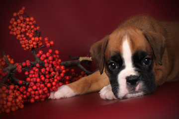 Cute puppy boxer laid his head on his paws
