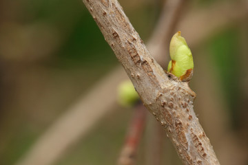 Pędy winogronu © fotodrobik