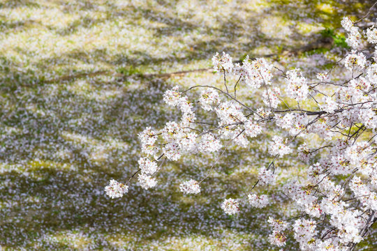 満開の桜と花びら絨毯