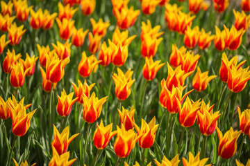 Fototapeta premium Tulip. Garden of beautiful colorful tulips in spring,