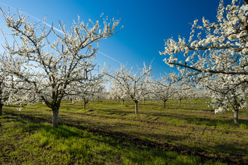 Rows of beautifully blossoming cherry trees on a green lawn