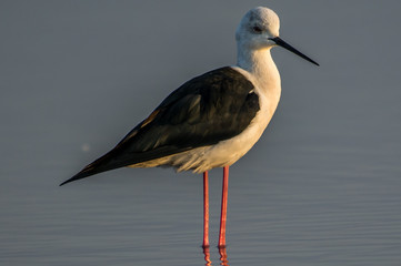 Indian robin portrait with greenish brown background