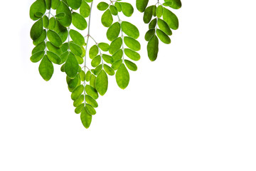 Moringa leaves on white background