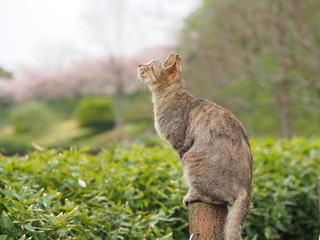 Naklejka na ściany i meble Red Tabby Cat Looking Up at the Sky, Profile of Stray Cat