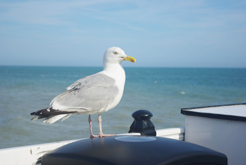 Brighton Seagull