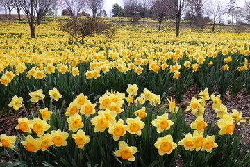 Obraz premium スイセン