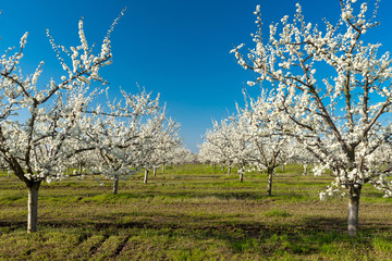 Fototapeta premium Rows of beautifully blossoming cherry trees on a green lawn