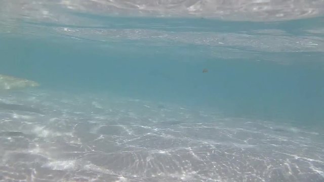 ein Schwarzspitzen-Riffhai schwimmt im flachen Wasser
