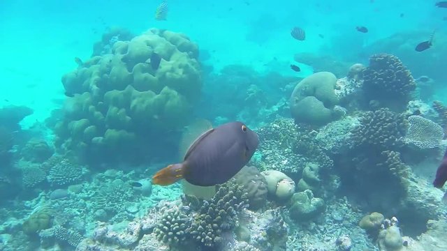 ein grauer Dr&uuml;ckerfisch schwimmt in einem Korallenriff