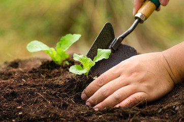 Farmer planting sapling into soil