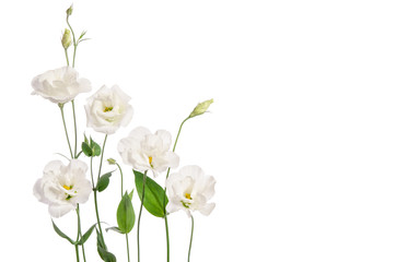 Fototapeta na wymiar Beautiful eustoma flowers isolated on white background and free